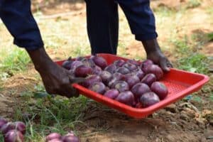 Star of hope Successful Onion Farms Benefit Kenya 6 DSC 0205