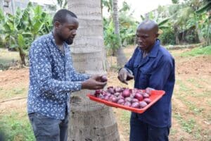 Star of hope Successful Onion Farms Benefit Kenya DSC 0233