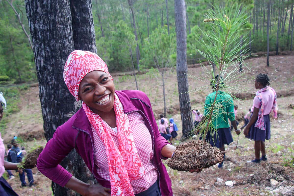 Star of Hope Trädplantering i Haiti träd 2