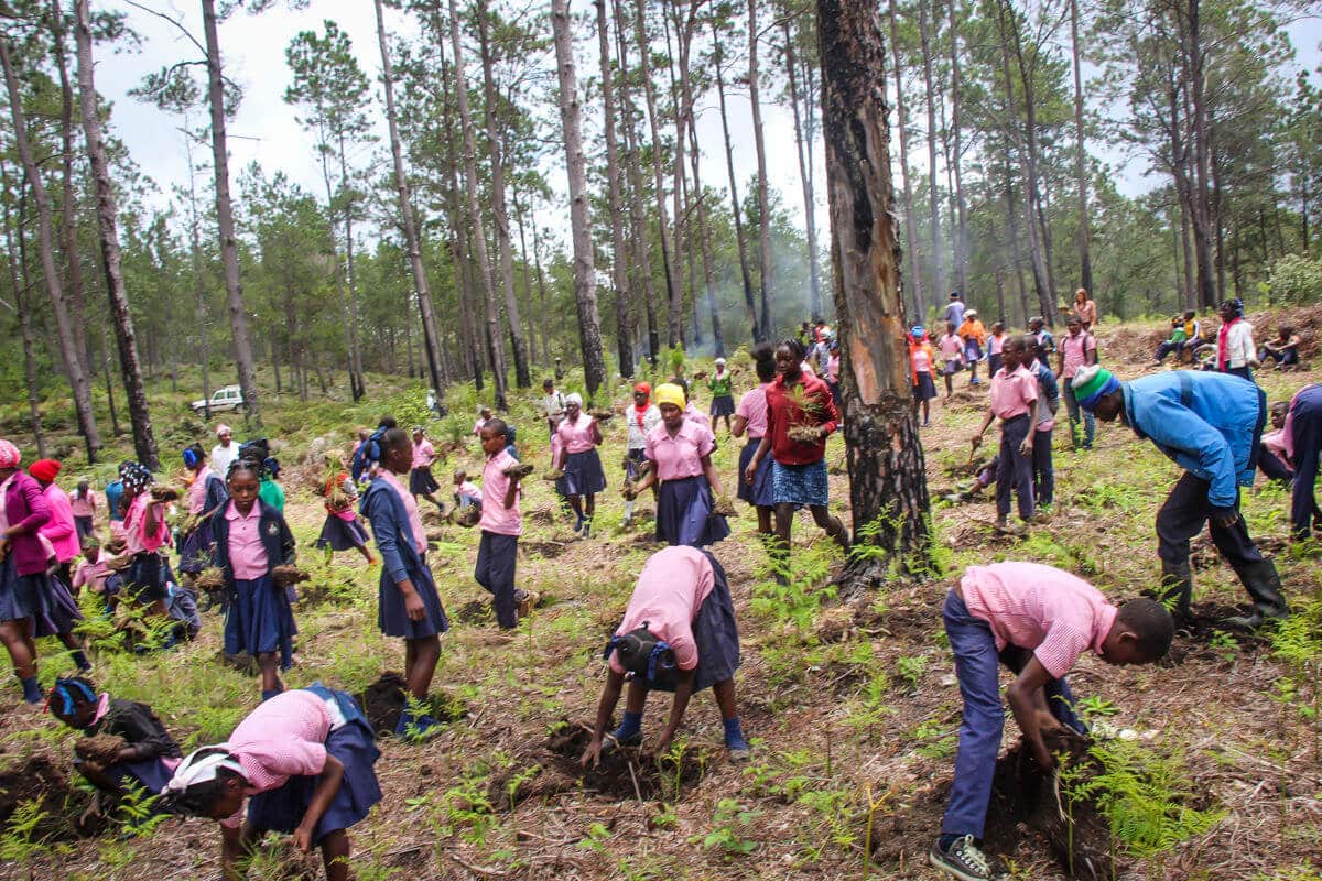 Star of Hope Trädplantering i Haiti träd 3