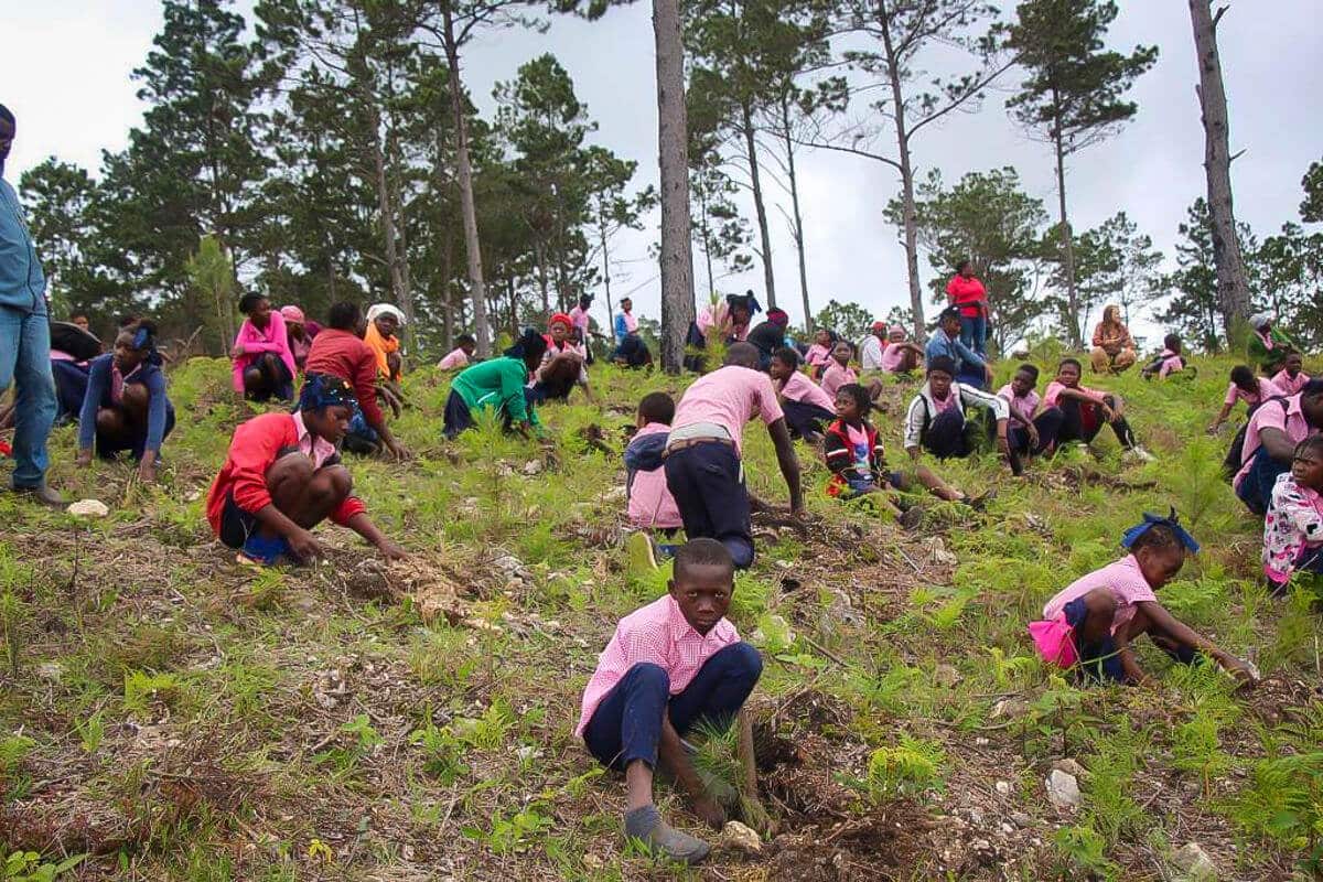 Star of Hope Trädplantering i Haiti träd 9