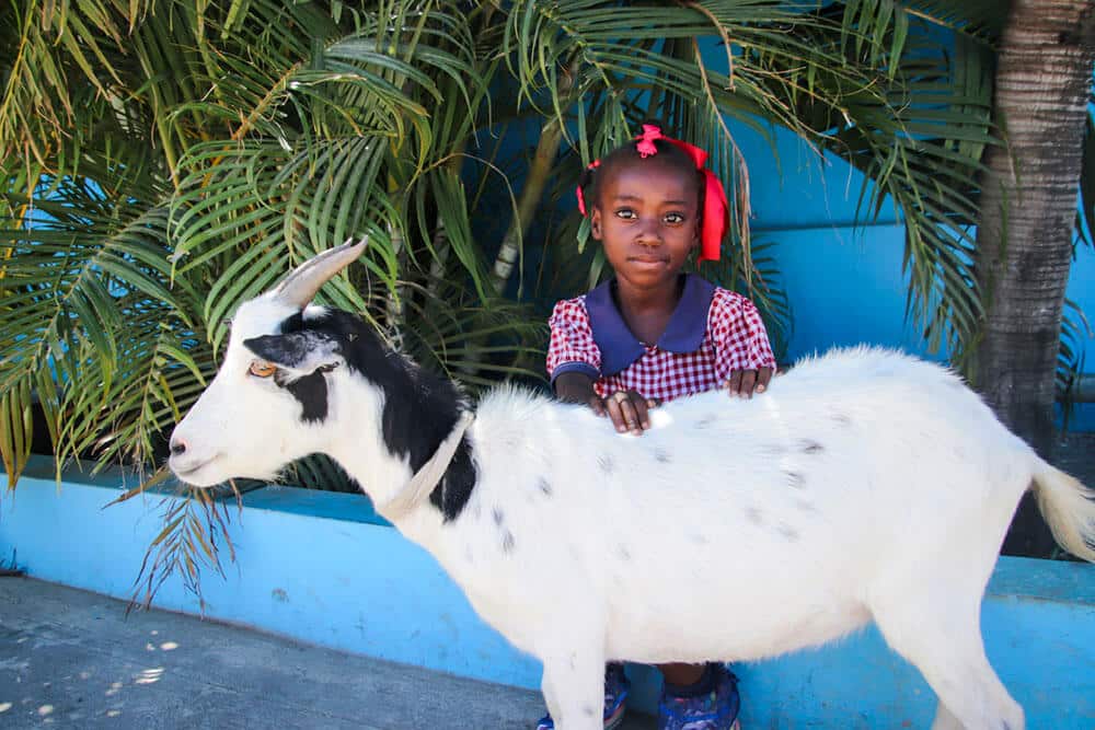 Star of hope Ny succé för getkampanjen! 201802 HAJeanton goat flicka