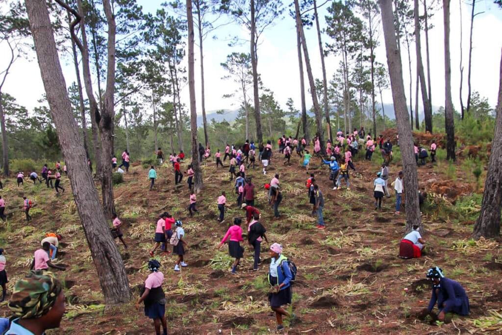 Star of Hope Nya träd planterade i Haiti tree 2018 2