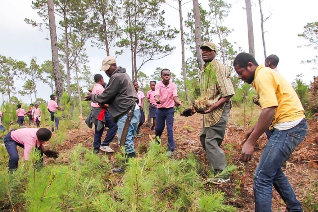 Star of Hope Nya träd planterade i Haiti tree 2018 5