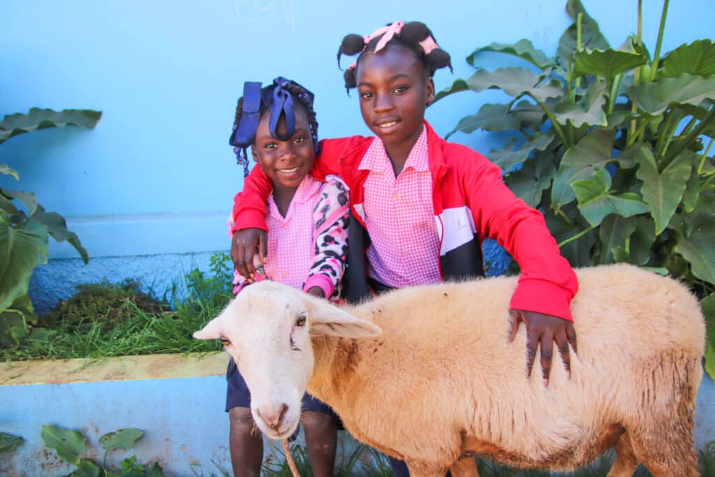 Star of Hope Utdelning av levande gåvor! 202112 Haiti bois negresse sheep 001 scaled 1