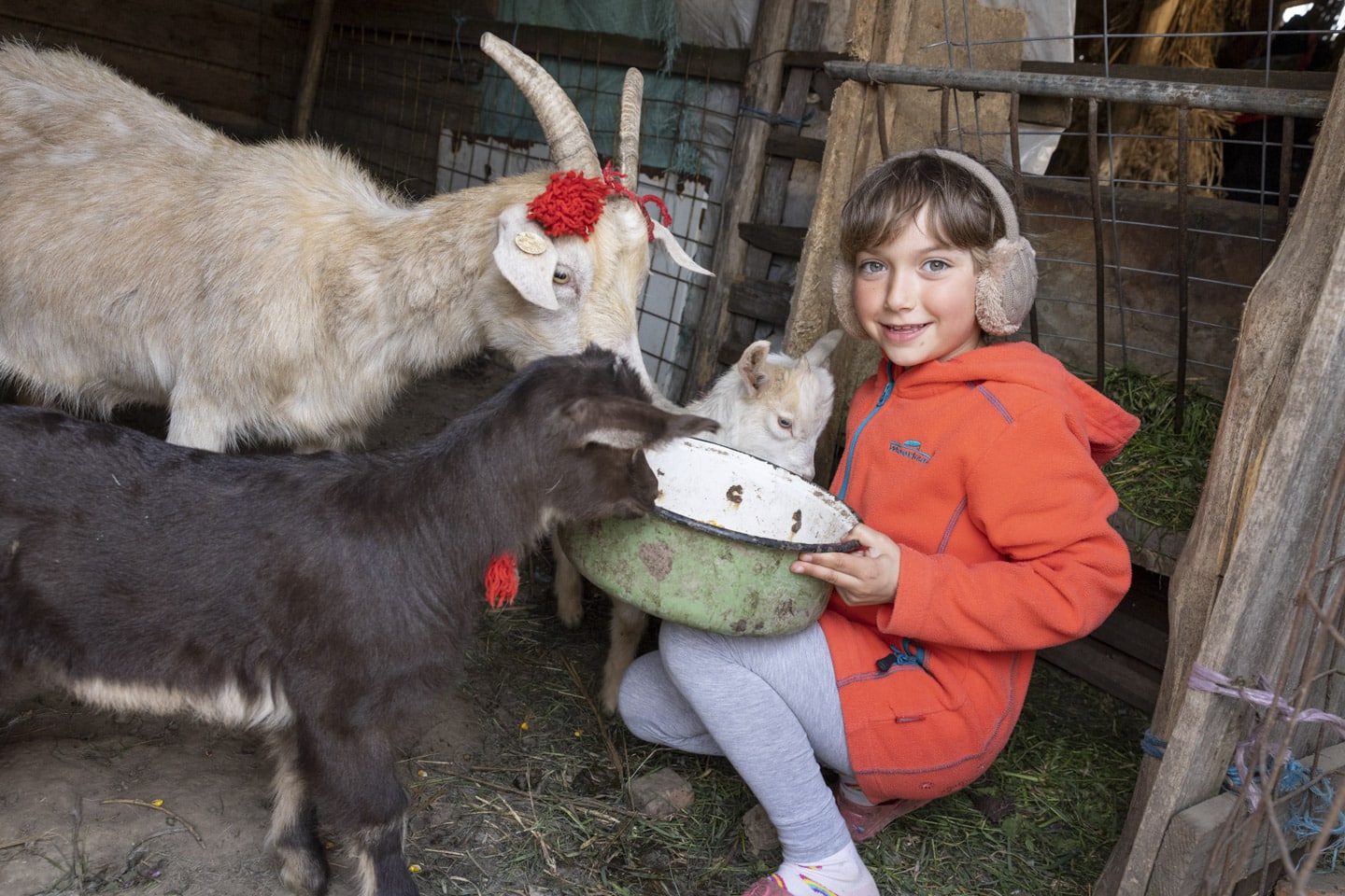 Flicka med tre getter i Rumänien.