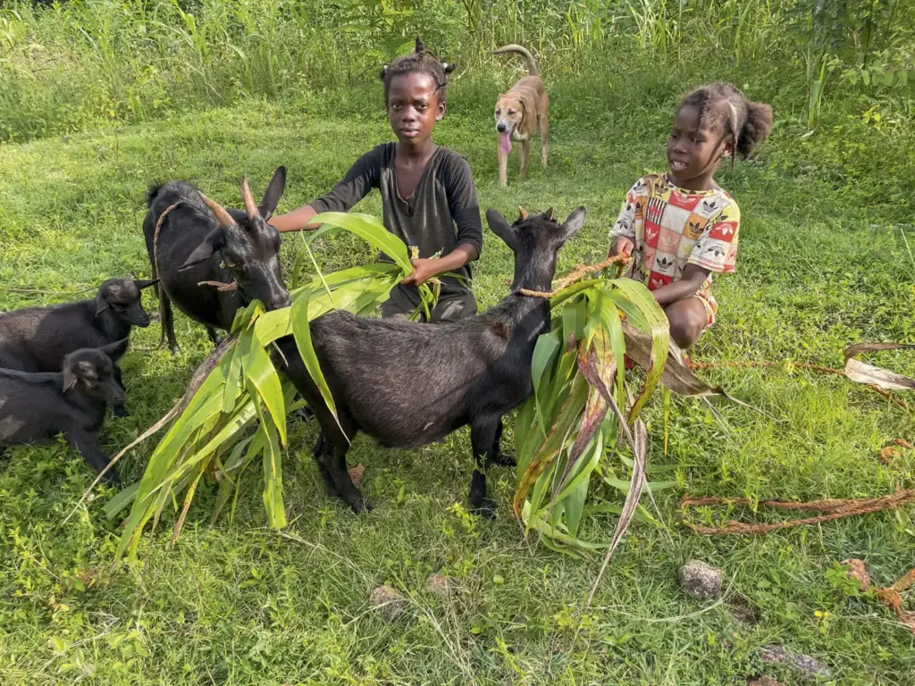 Star of Hope SE Djur lyser upp Haitis mörker Nov 4 kopiera