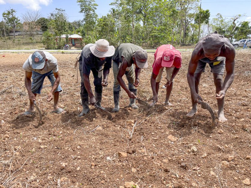 Bönder i haiti jobbar på fältet