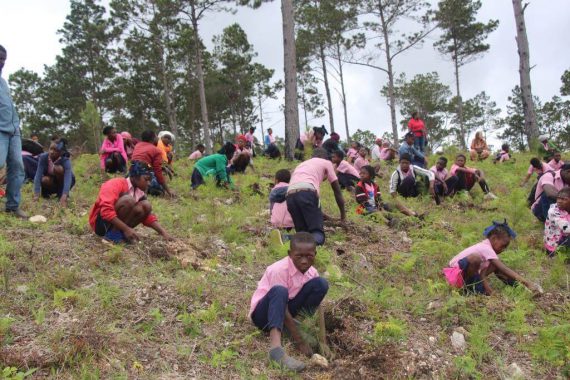 soh reforestation project in b negresse 8